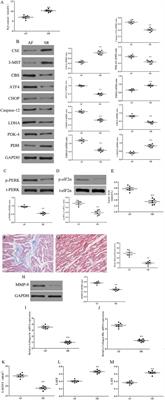 Hydrogen Sulfide Ameliorates Angiotensin II-Induced Atrial Fibrosis Progression to Atrial Fibrillation Through Inhibition of the Warburg Effect and Endoplasmic Reticulum Stress